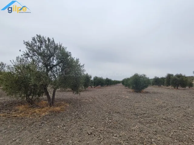 GRAN PARCELA RUSTICA CERCA DE PARADAS Y CERCA DE LA AUTOVIA  - foto 3