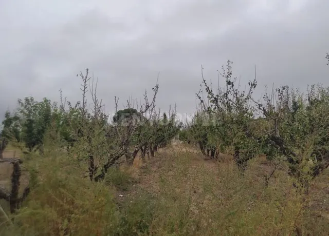 Terreno rural en venta - Jumilla - foto 2