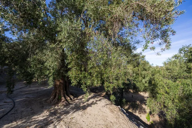 ¡Oportunidad única! Dos Fincas rústicas de mas de 15.000 m2 en total en Pinos del Valle. VENTA JUNTAS O SEPARADAS — 32