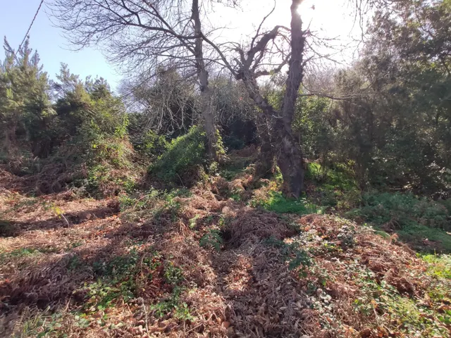 TERRENO EN LA OROTAVA, AGUAMANSA — 9