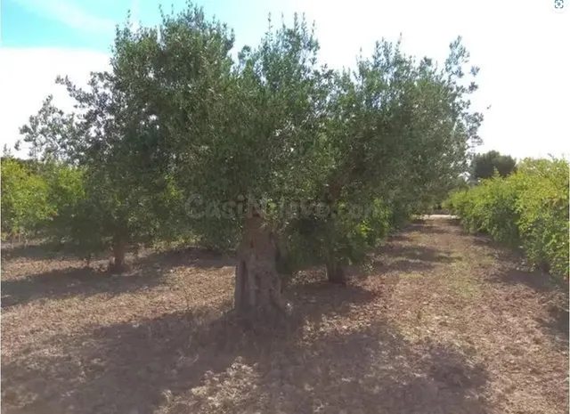 Terreno en Valverde en EXCLUSIVA de 13.000 metros, Elche - foto 2