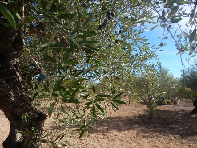 Terreno urbanizable en Ontinyent — 4