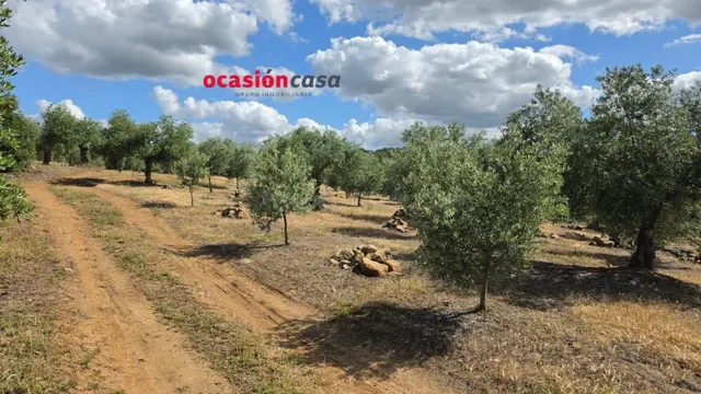 PARCELA DE OLIVAR A LA VENTA EN FUENTE OBEJUNA - foto 3