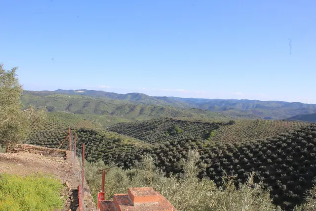MAGNIFICO OLIVAR CON CASA, COCHERA PARA APEROS Y PISCINA ENTRE VILLAHARTA Y POZOBLANCO. — 4
