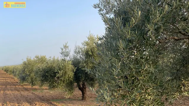 Olivar intensivo con buen acceso — 5