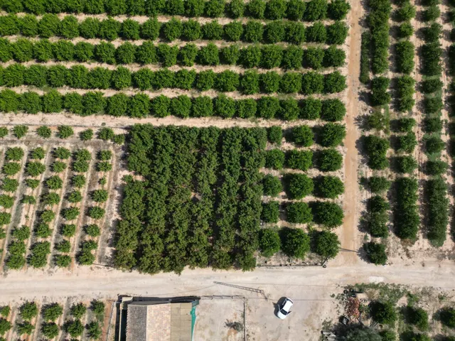 Oportunidad Inversión: Parcelas Rurales en Orihuela — 8