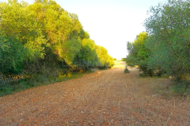 Finca rústica con caseta de herramientas en Santa Margalida - foto 4