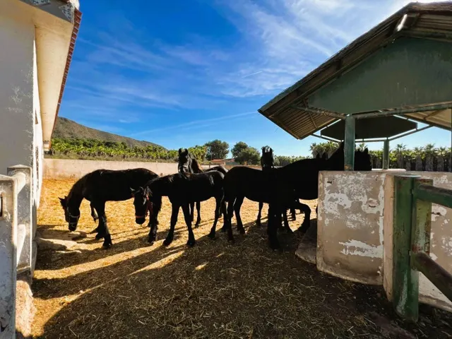FINCA ECUESTRE DE ESTILO MEDITERRÁNEO. — 39