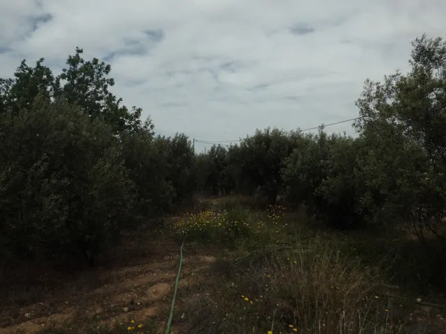 Terreno Rústico de 1800 m2 en Valladolises ✨ — 9