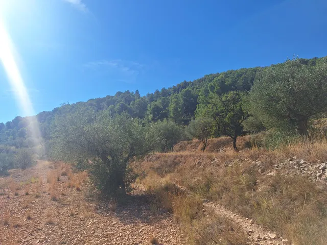 Finca rústica con olivos, almendros y vistas al castillo, a 3 km de Castalla — 10.000 € — 7