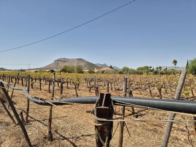Finca con 1.200 viñas y gran potencial de desarrollo cerca de Aspe — 10
