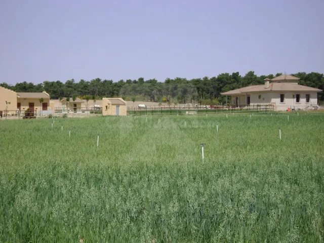 Finca hipica cerca de madrid - foto 3