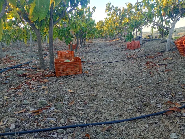 Finca rústica con cultivos y pozos propios en Vélez-Málaga — 4