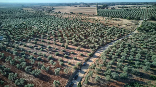 Finca rústica de 16.000 m2 junto a Almensilla. — 11