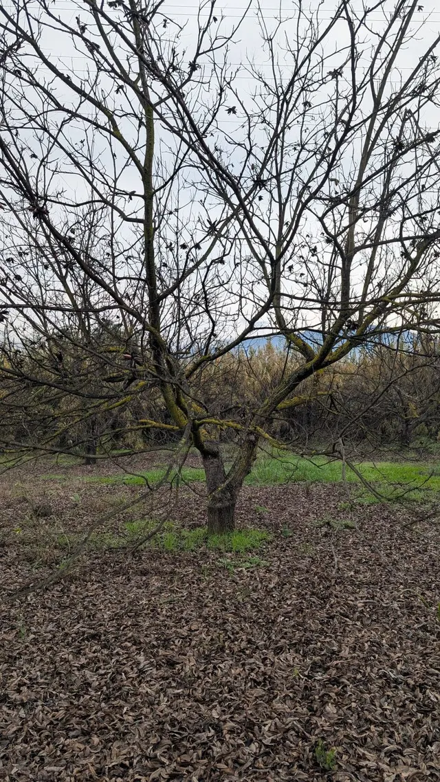 Parcela en venta - Puerto Sol-Los Almendros-El Tomillar — 26
