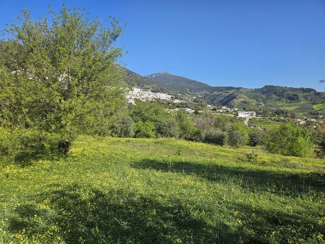 Finca rústica con olivos y cuadra en Casarabonela (Málaga) — 8