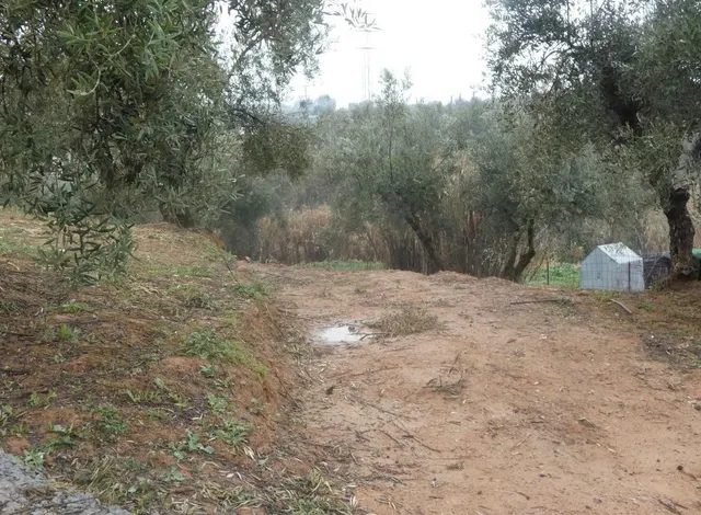 Finca rústica en Peligros – Ideal inversión o explotación agrícola — 9