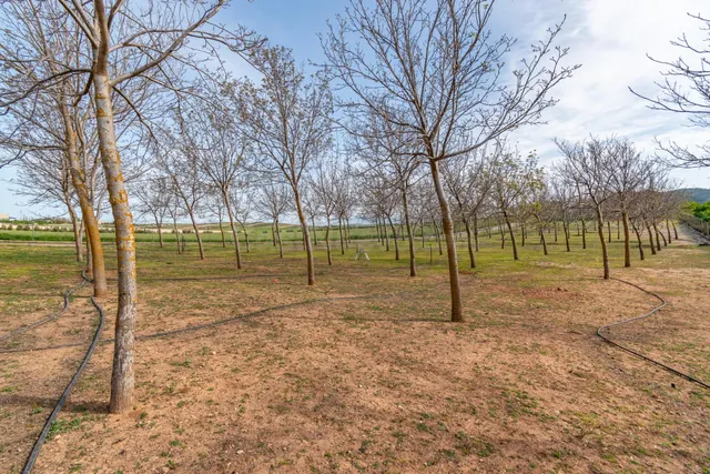 Finca rústica en venta con casa, nave y piscina - foto 3
