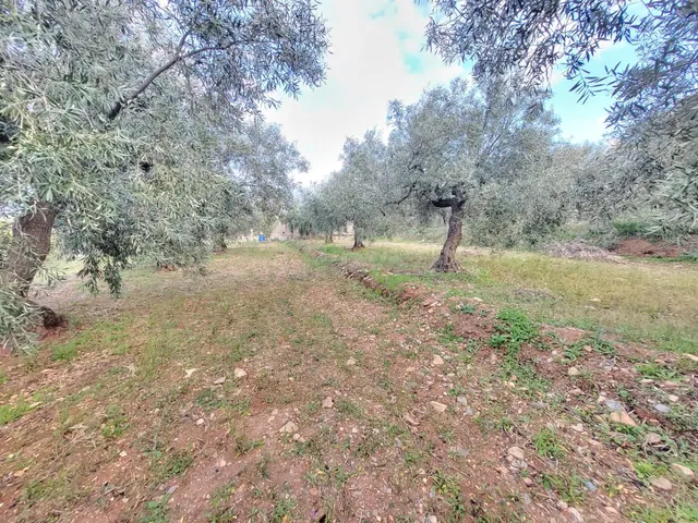 SE VENDE PARCELA DE OLIVOS EN ABRUCENA - foto 5