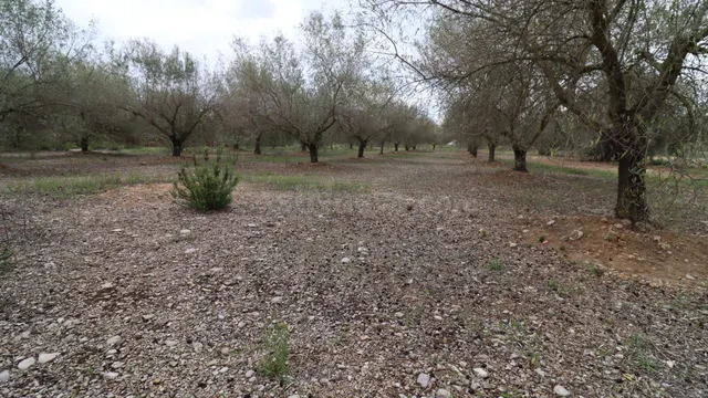 APARTAMENTOS EN UNA RESIDENCIAL EN ORIHUELA COSTA, 2 DOR,2 B - foto 2
