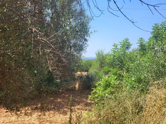 MASIA PARA REFORMAR CON TERRENO EN TÉRMINO DE VALL D'ALBA, LUZ Y AGUA CERCA — 13