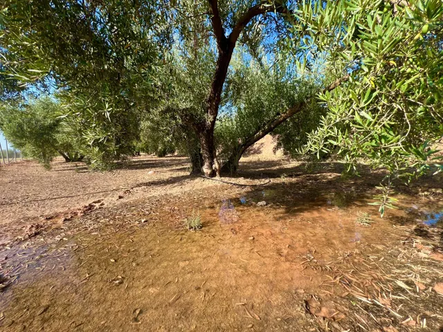 ALBOLOTE - PANTANO CUBILLAS — 45