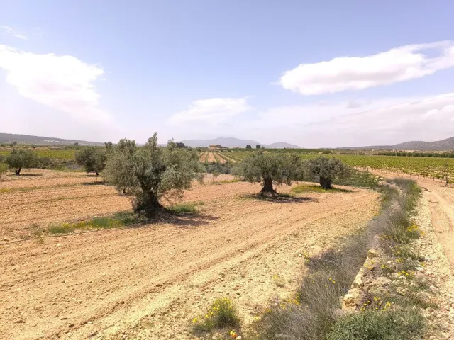 Parcela agrícola en venta - Pinoso, Comunidad Valenciana
