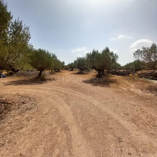 Finca rústica con casa de campo reformada, olivos, algarrobos y caravana, cerca de Tortosa — 2