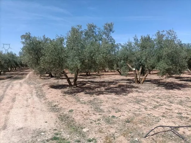 Finca rústica en venta — 6