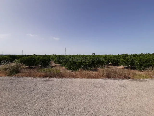 Campo cultivado de naranjos. - foto 2