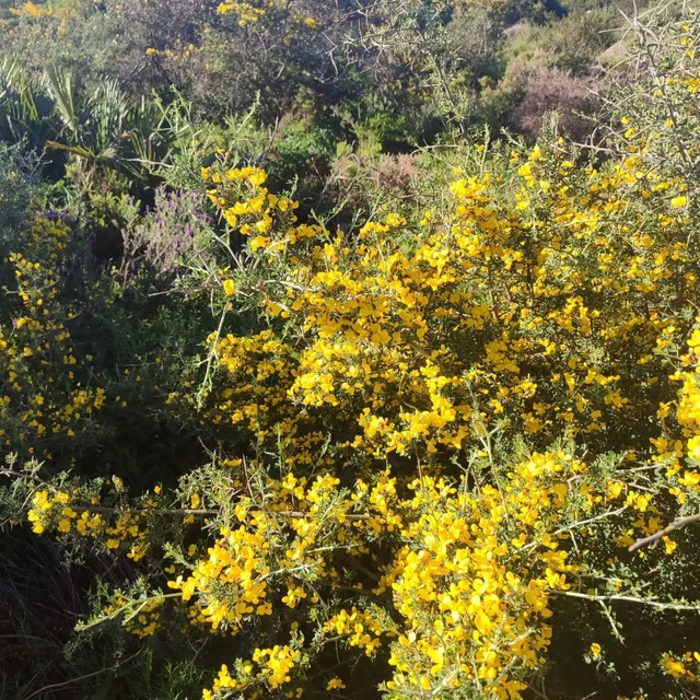 Parcela en venta - Torreguadiaro-San Diego — 11