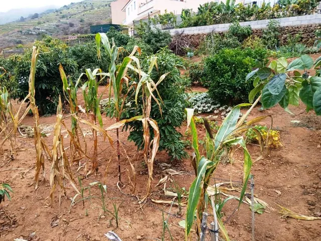 Terreno rural en La Corujera, Santa Úrsula — 15