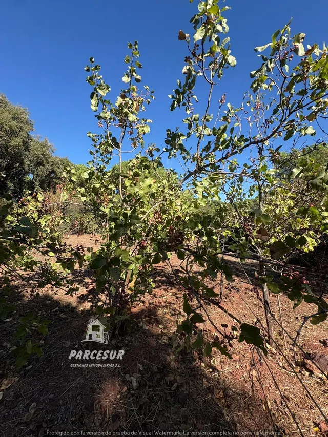 Casa de campo con gran parcela y frutales en Las Siete Fincas. — 26