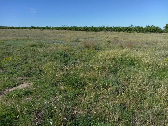 Parcela en venta - Campo de ricote - foto 5