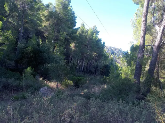 Parcela rústica en Son Fortuny – Estellencs, en plena Serra  - foto 2