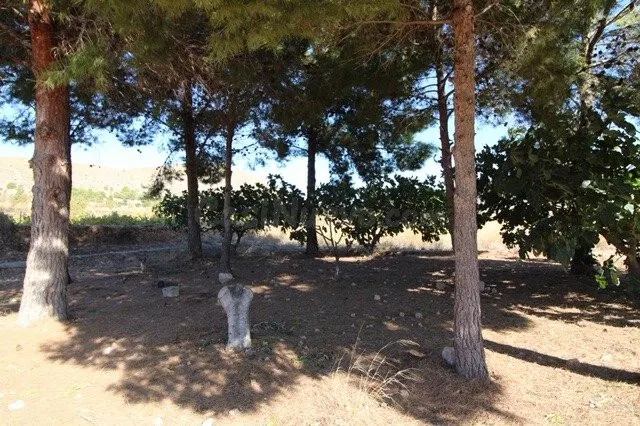ESTUPENDA PARCELA N LA ROMANA (ALICANTE) - foto 5