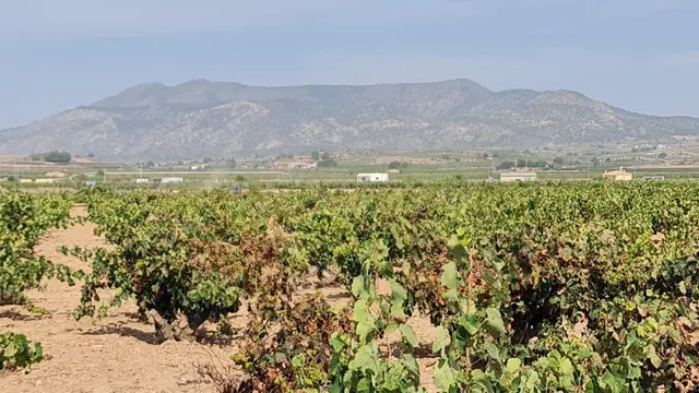 Terreno rústico en venta cerca Pinoso (Alicante) — 2