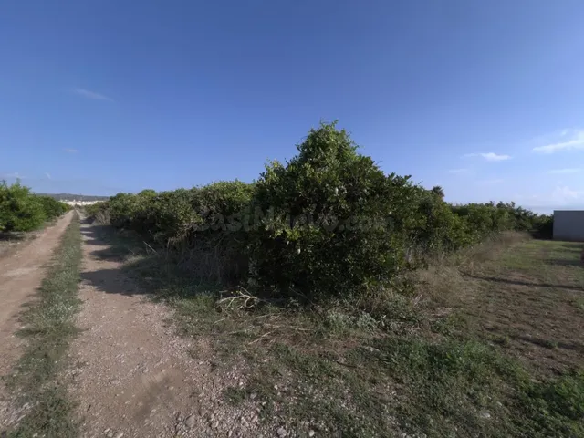 Finca rústica de naranjos en Alcanar — 4