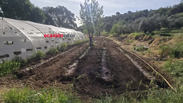 PARCELA RÚSTICA CON OLIVOS Y CASA - foto 3