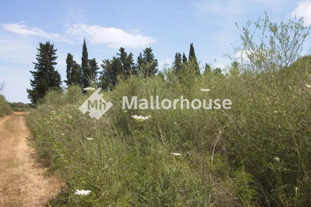 Finca rústica 1m² en venta - Centro - foto 4