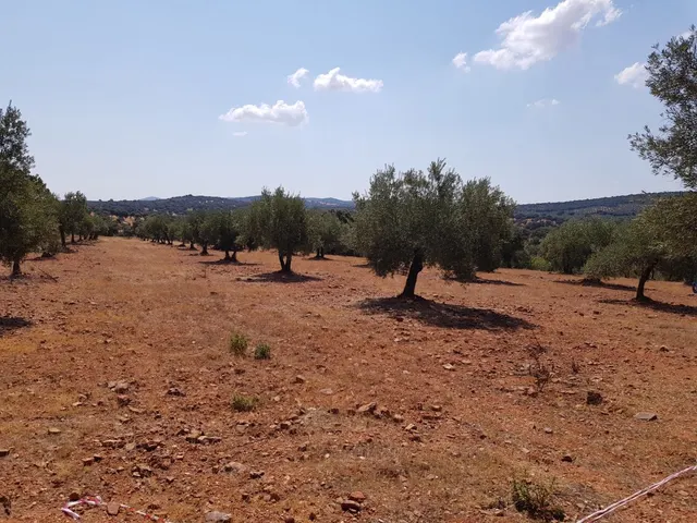 OLIVAR A LA VENTA EN VILLANUEVA DEL DUQUE — 4