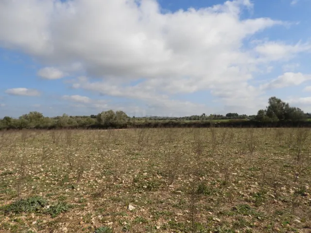 Terreno edificable con proyecto en Manacor - foto 5