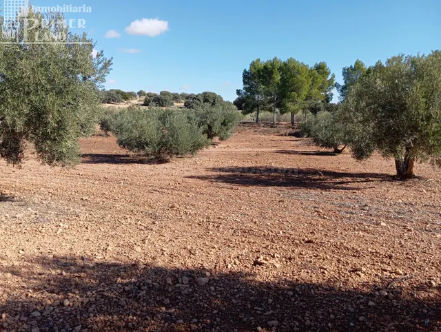 Venta de Finca Rústica de Olivos en Argamasilla de Alba – Ex - foto 5