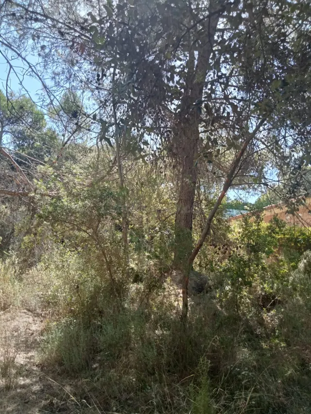 Tegeisa vende Parcela semillana de 741m2 - foto 4