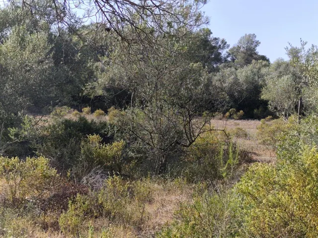 FINCA RÚSTICA AUTOSUFICIENTE EN ALGAIDA — 14