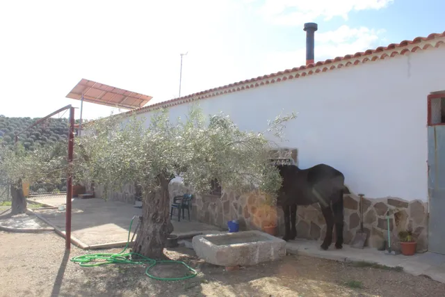 MAGNIFICO OLIVAR CON CASA, COCHERA PARA APEROS Y PISCINA ENTRE VILLAHARTA Y POZOBLANCO. — 10