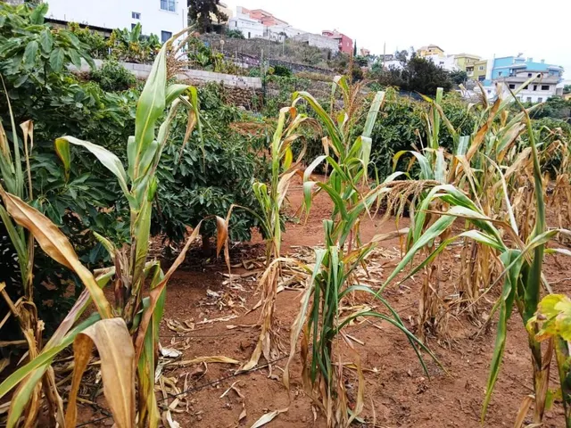 Terreno rural en La Corujera, Santa Úrsula — 11
