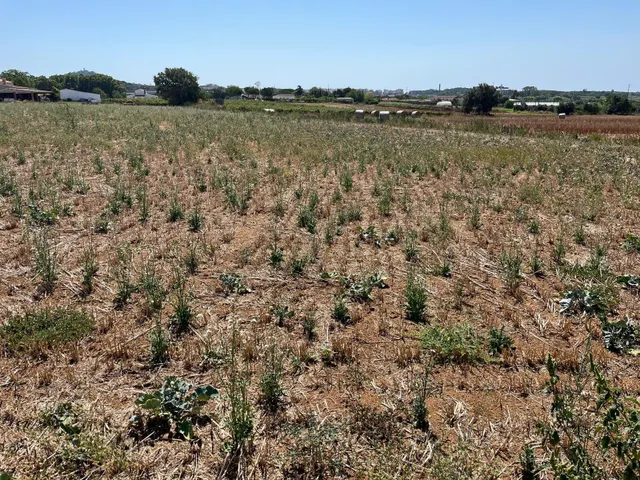 Dos parcelas rústicas juntas entre Tordera y Blanes — 6