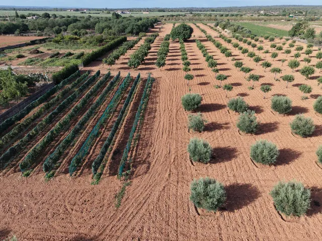 Finca en Son Mesquida: un proyecto de vida en el campo mallorquín — 7