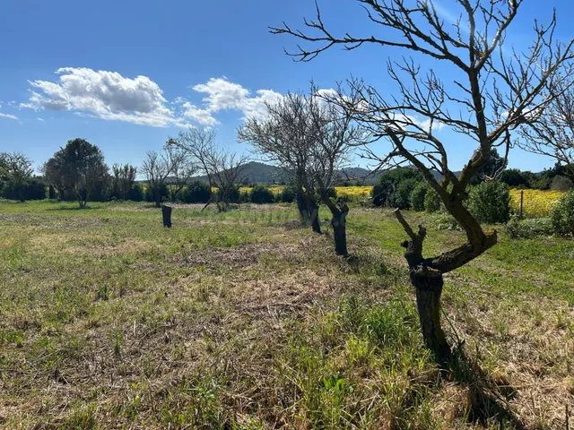 Huerto en venta a las afueras de Porreres - foto 5
